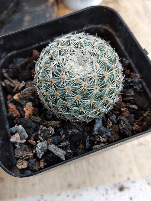 Mammillaria microthele cactus met witte bloemen in terracotta pot.