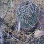 Mammillaria petterssonii cactus met roze bloemen in bloei op een vage achtergrond.