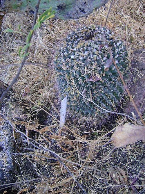 Mammillaria petterssonii cactus met roze bloemen in bloei op een vage achtergrond.