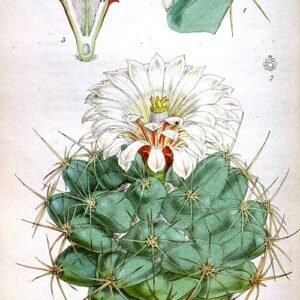 Coryphantha robustispina cactus met roze bloemen in woestijnlandschap.