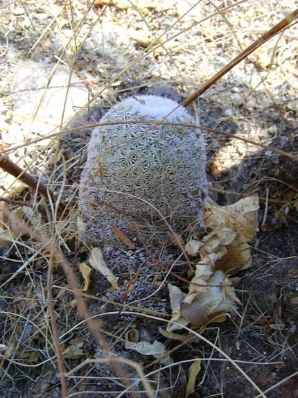 Mammillaria supertexta cactus met roze bloemen in een witte pot op een zonnige vensterbank.