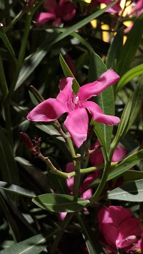 Mandevilla sanderi bloem in Huaraz, Peru - Zuid-Amerikaanse jasmijn.