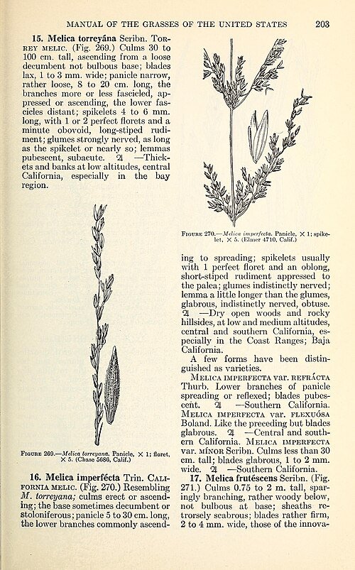 Botanische illustratie van Melica imperfecta gras met lange dunne bladeren.