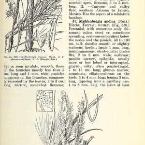 Muhlenbergia dumosa plant met veerachtig groen blad en slanke stelen op geïllustreerde botanische pagina.