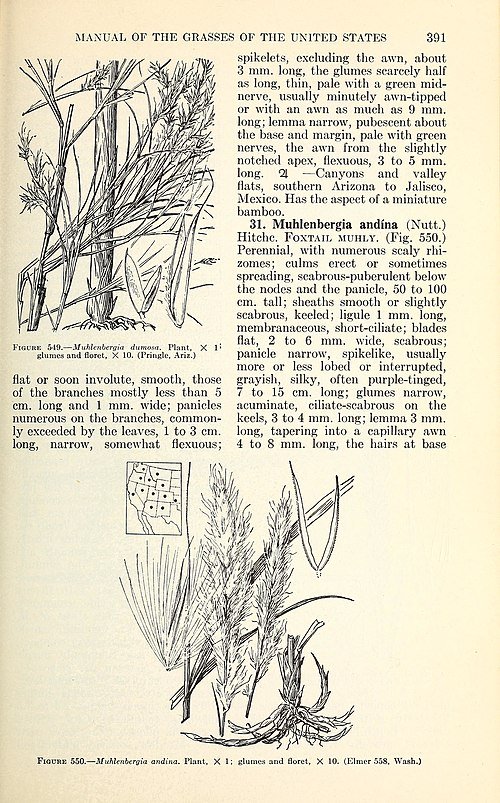 Muhlenbergia dumosa plant met veerachtig groen blad en slanke stelen op geïllustreerde botanische pagina.