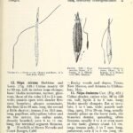 Nassella cernua gras met lange, sierlijke bloeiaren op botanische illustratiepagina.