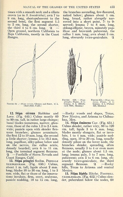 Nassella cernua gras met lange, sierlijke bloeiaren op botanische illustratiepagina.