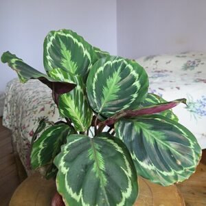 Maranta leuconeura plant met groen blad en witte nerven.