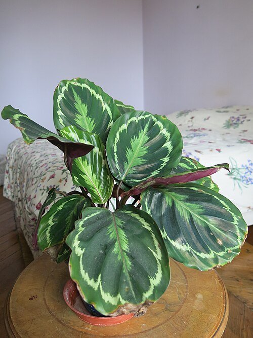 Maranta leuconeura plant met groen blad en witte nerven.