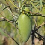 Fruit van de Leichardtia australis plant met langwerpige groene vrucht en bladeren.