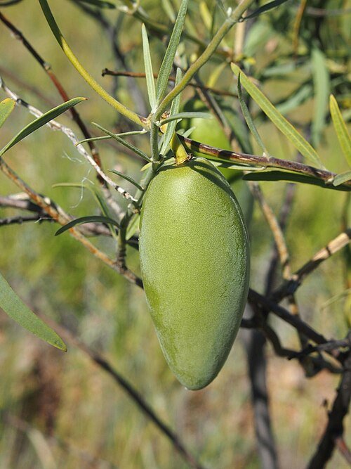 Fruit van de Leichardtia australis plant met langwerpige groene vrucht en bladeren.