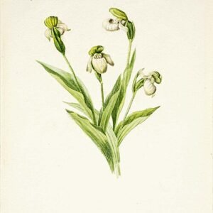 Cypripedium passerinum orchidee bloem close-up met gele slipperachtige bloembladeren op groene achtergrond.