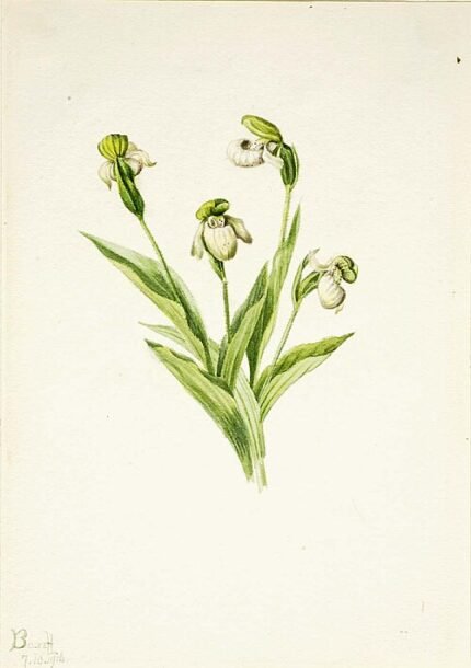Cypripedium passerinum orchidee bloem close-up met gele slipperachtige bloembladeren op groene achtergrond.