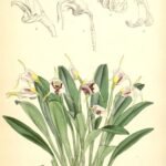 Masdevallia ionocharis orchidee met heldergele bloembladeren en rode details.