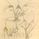 Kleine paarse en witte orchidee, Masdevallia pumila.