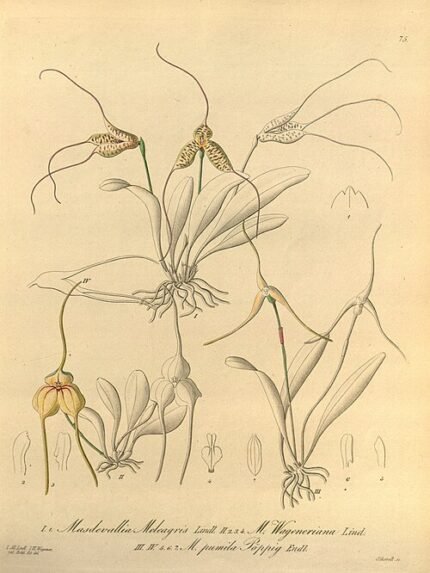 Kleine paarse en witte orchidee, Masdevallia pumila.