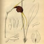 Pseudovanilla foliata orchideeënplant met witte bloemen en groene bladeren.