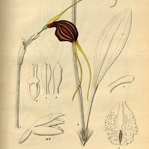 Pseudovanilla foliata orchideeënplant met witte bloemen en groene bladeren.