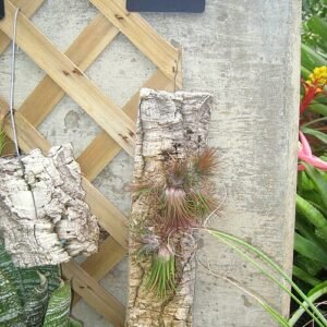 Bromelia - Tillandsia luchtplant op houten achtergrond met groene bladeren.