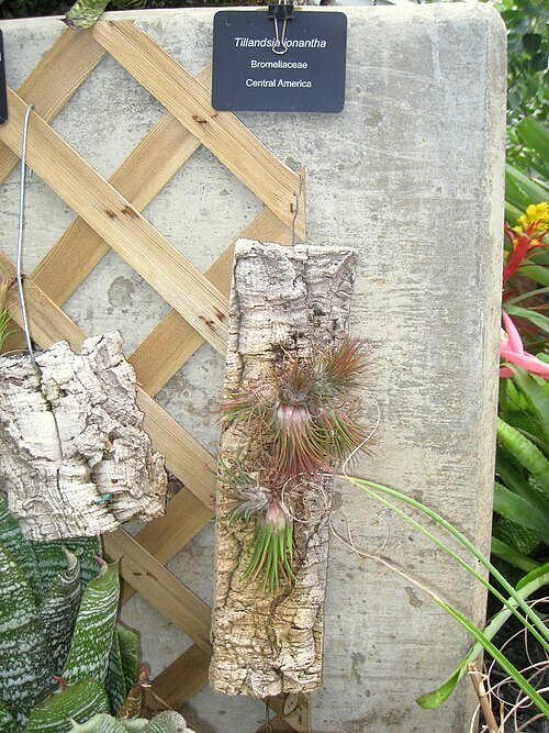 Bromelia - Tillandsia luchtplant op houten achtergrond met groene bladeren.