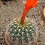 Purple-flowered Matucana huagalensis cactus with spines on stone background.