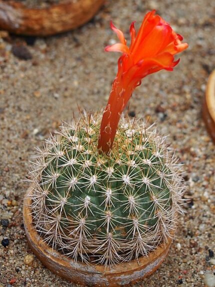 Purple-flowered Matucana huagalensis cactus with spines on stone background.