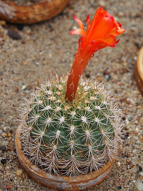 Purple-flowered Matucana huagalensis cactus with spines on stone background.