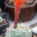 Matucana madisoniorum cactus met roze bloemen en stekels.