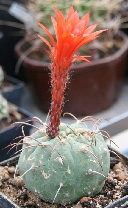 Matucana madisoniorum cactus met roze bloemen en stekels.