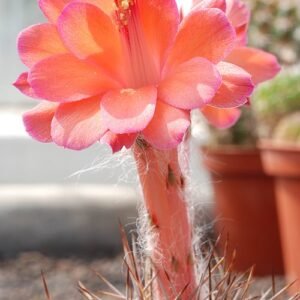 Matucana tuberculata cactus met levendige groene stelen en helder roze bloemen in bloei.