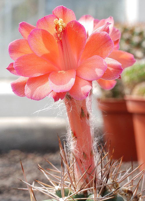 Matucana tuberculata cactus met levendige groene stelen en helder roze bloemen in bloei.