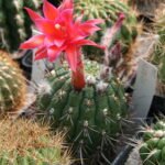 Matucana ritteri cactus met gele stekels en rode bloemen.