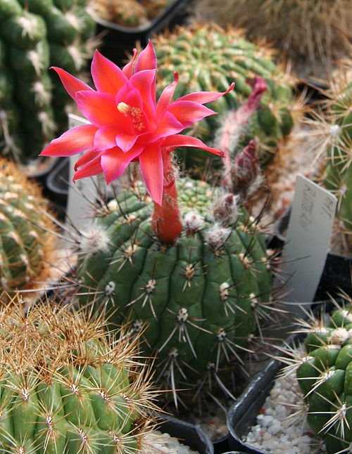 Matucana ritteri cactus met gele stekels en rode bloemen.