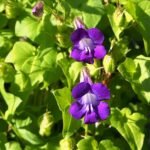 Paarse Maurandya scandens bloemen in close-up.