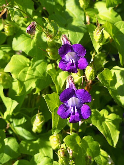 Paarse Maurandya scandens bloemen in close-up.