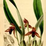 Maxillaria cucullata orchidee met unieke gele bloemen en groene steel.