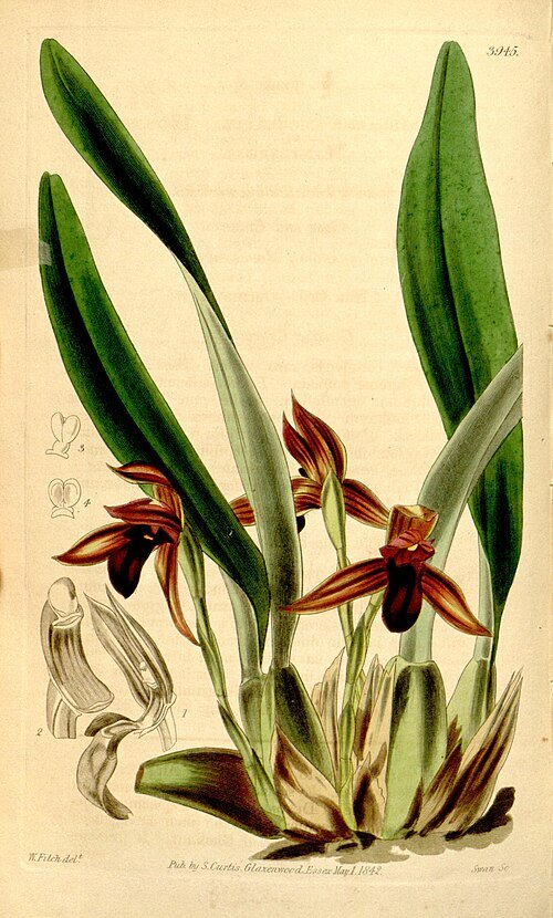 Maxillaria cucullata orchidee met unieke gele bloemen en groene steel.