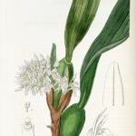 Maxillaria densa orchidee met gele bloemen en langwerpige bladeren op illustratie.