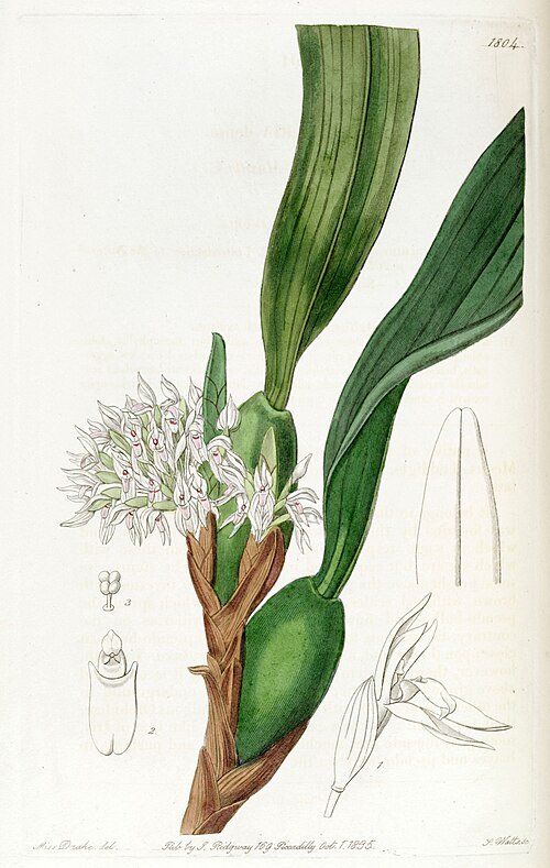 Maxillaria densa orchidee met gele bloemen en langwerpige bladeren op illustratie.