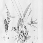 Mapinguari desvauxianus orchidee met gele bloemen en groene bladeren.