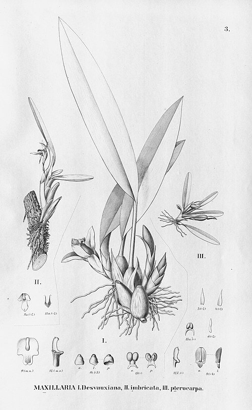 Mapinguari desvauxianus orchidee met gele bloemen en groene bladeren.