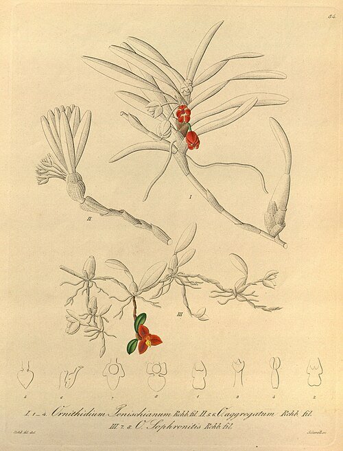 Maxillaria sophronitis orchidee bloeit in levendige tinten rood en geel met delicate bloemblaadjes.