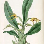 Maxillaria lindleyana orchidee bloem close-up op botanische illustratie.
