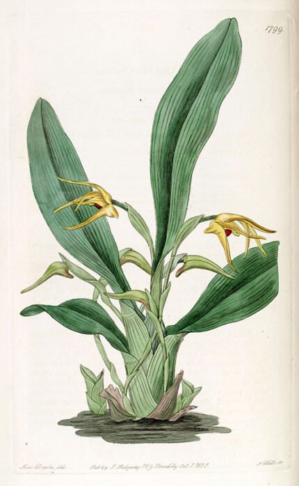 Maxillaria lindleyana orchidee bloem close-up op botanische illustratie.
