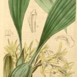 Maxillaria palmifolia orchidee met gele en oranje bloembladeren en groene bladeren.