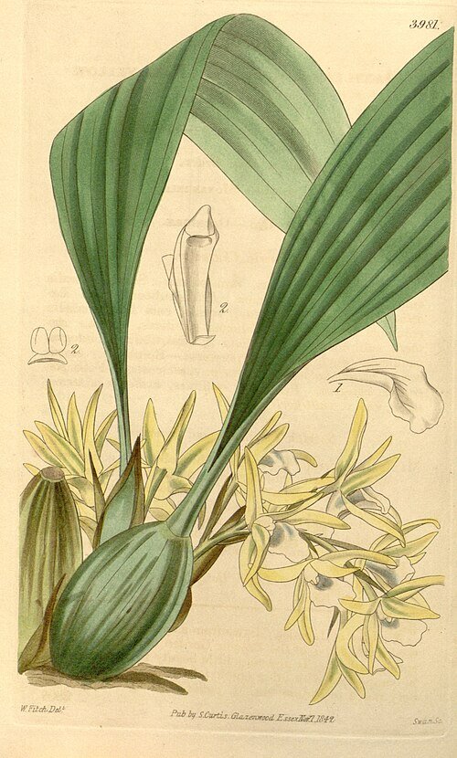 Maxillaria palmifolia orchidee met gele en oranje bloembladeren en groene bladeren.