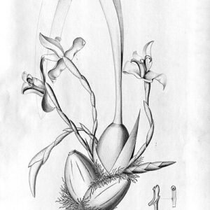 Gele bloemen van Maxillaria parkeri orchidee op lichte achtergrond.