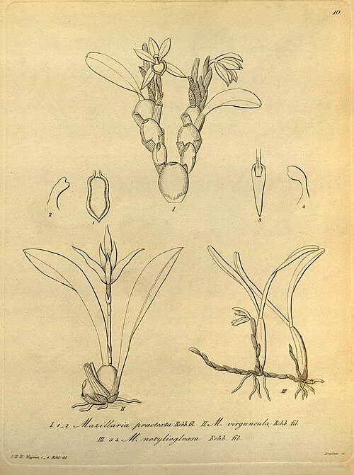 Bloeiende Maxillaria orchideeën in historische botanische illustratie.