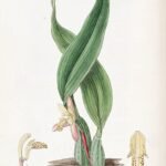 Maxillaria rufescens orchidee bloem in roze en gele tinten.