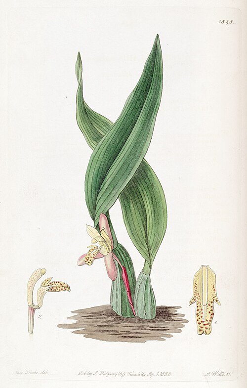 Maxillaria rufescens orchidee bloem in roze en gele tinten.